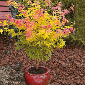 2 Erables japonais Rêve orange - Acer palmatum orange dream - Plantes