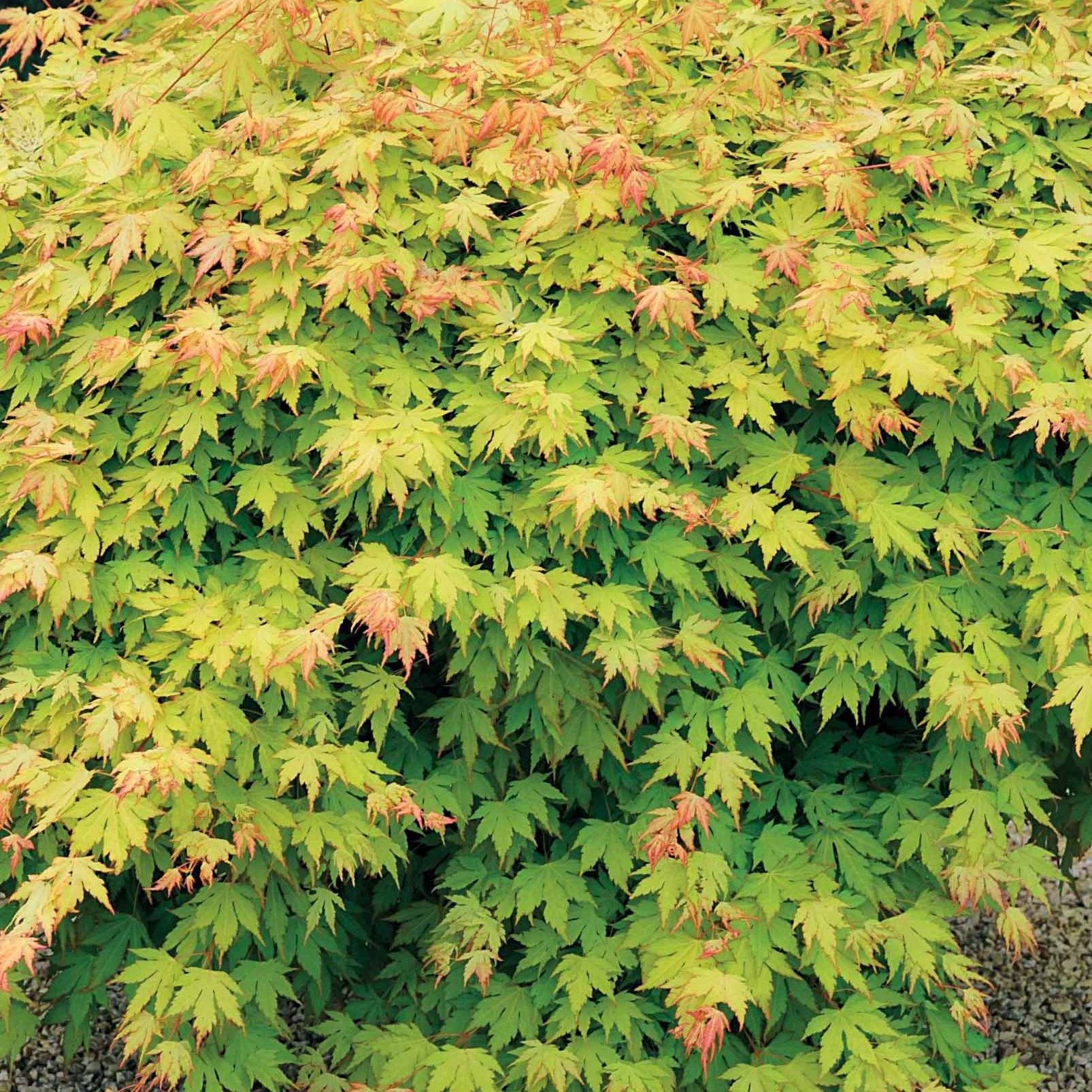 2 Erables japonais Rêve orange - Acer palmatum orange dream - Arbres