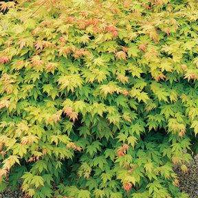 2 Erables japonais Rêve orange - Acer palmatum orange dream - Arbres