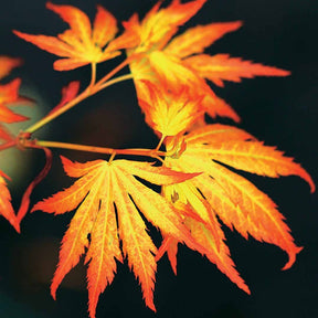 2 Erables japonais Rêve orange - Acer palmatum orange dream - Erable