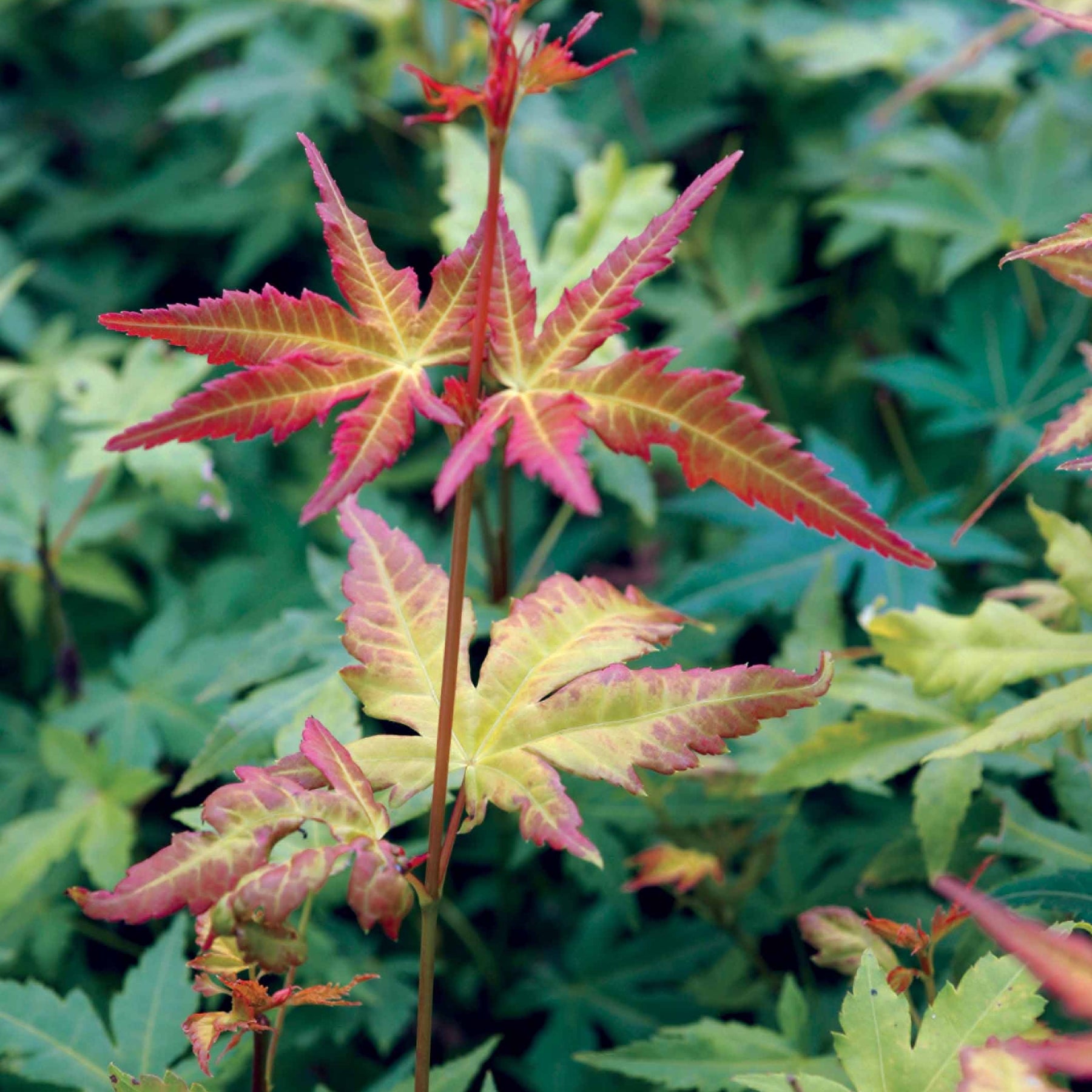 2 Erables japonais Rêve orange - Acer palmatum orange dream