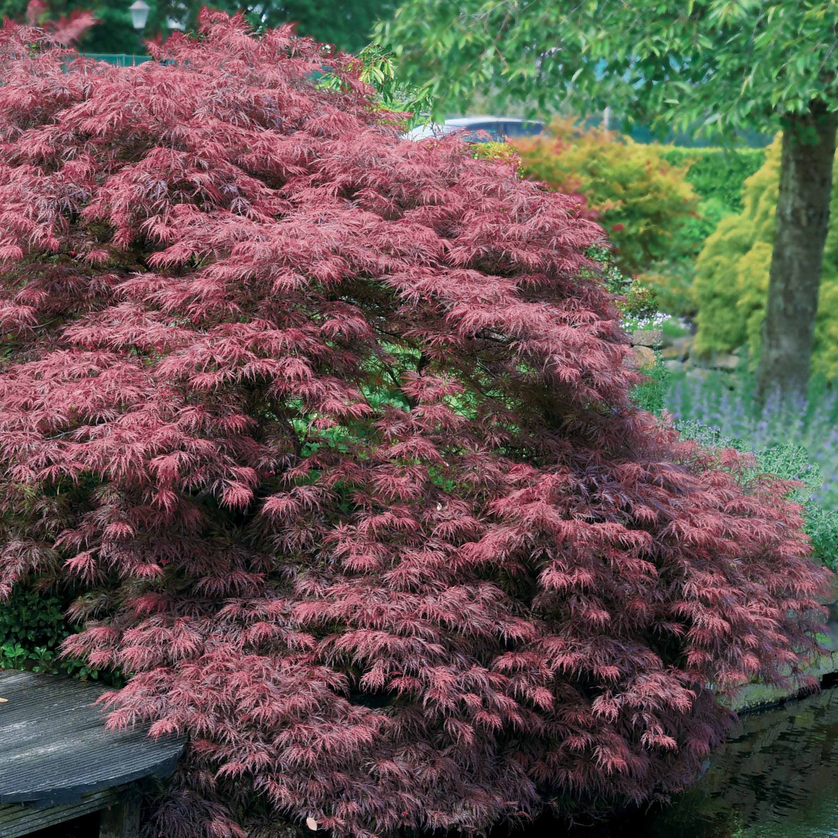 2 Erables du japon Garnet - Acer palmatum dissectum garnet - Plantes