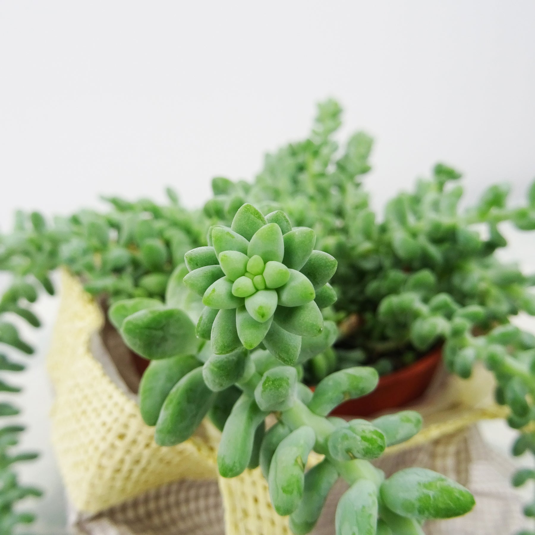 Sedum burrito - Sedum burrito - Plantes d'intérieur