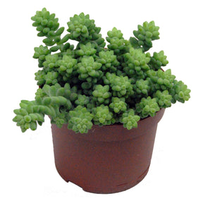 Sedum burrito - Sedum burrito - Plantes vertes