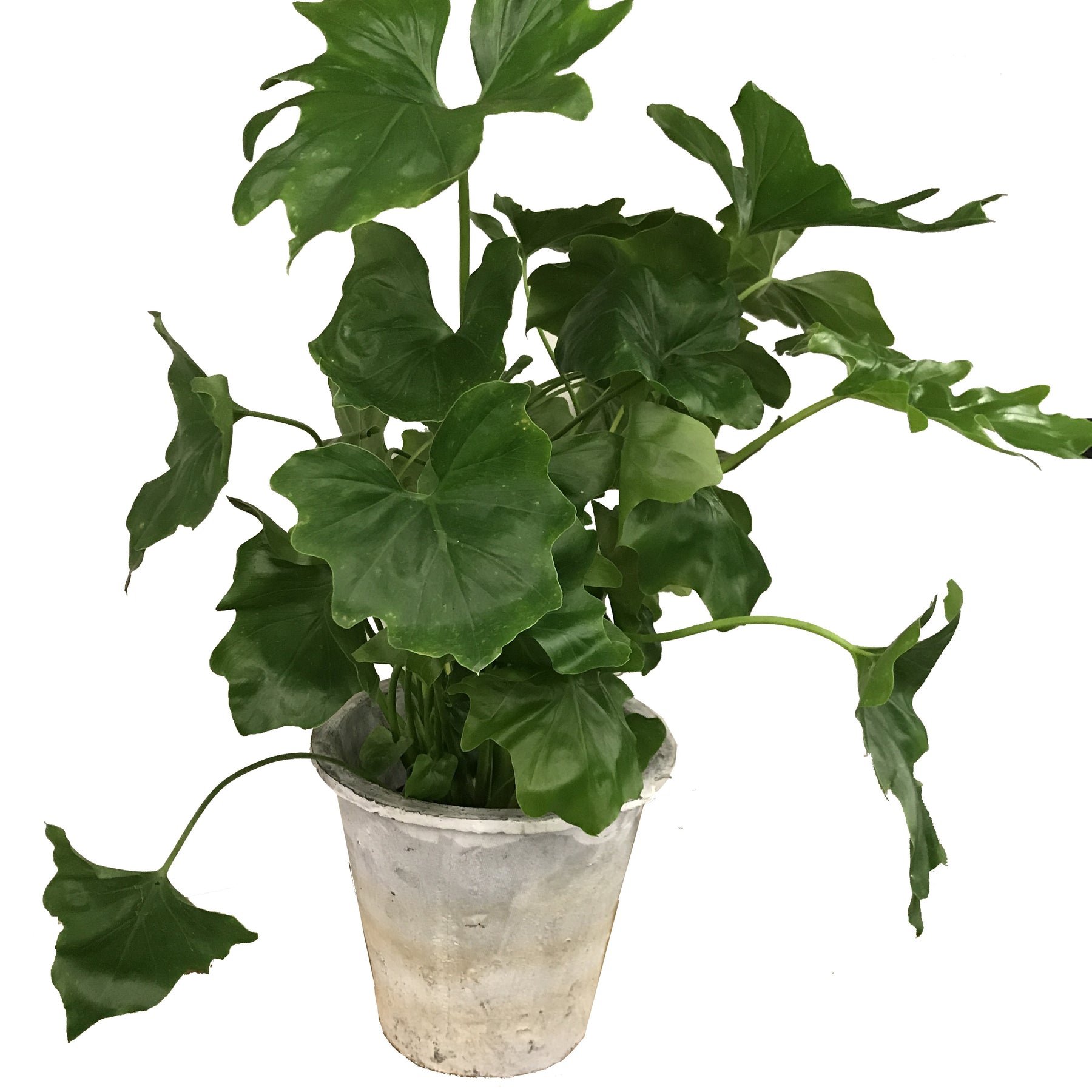 Philodendron selloum Hope - Philodendron seloum hope - Plantes