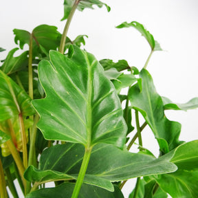 Philodendron selloum Hope - Philodendron seloum hope - Plantes d'intérieur