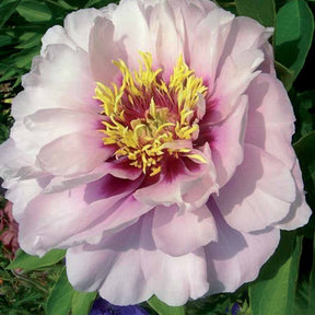 Pivoine Itoh Cora Louise - Paeonia itoh cora louise - Plantes