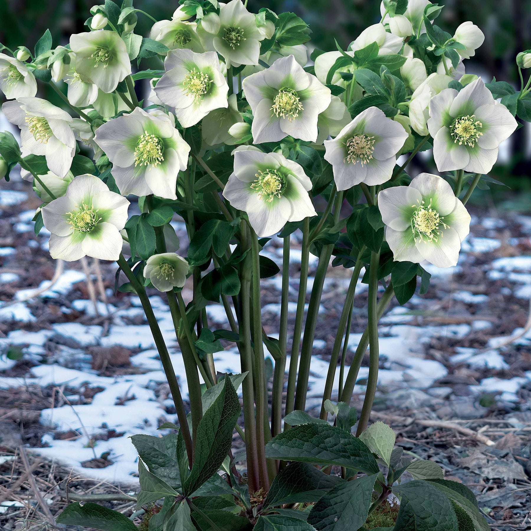 Rose de Noel blanche - Helleborus orientalis white - Plantes