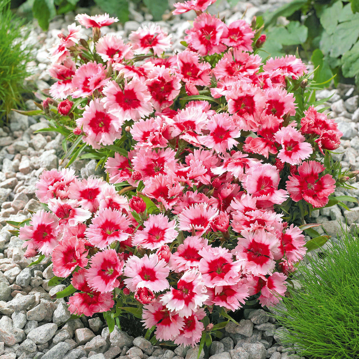 2 Oeillets Super parfait Strawberry - Dianthus chinensis super parfait strawberry - Plantes