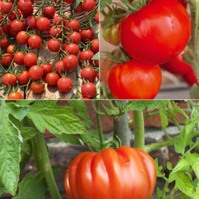 Collection de 9 Plants tomates classiques - Lycopersicum saint pierre, super sweet, coeur de boeuf - Potager