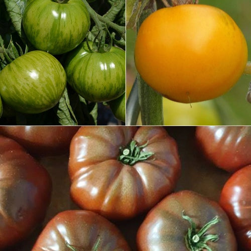 Collection de 9 Plants tomates originales - Solanum lycopersicum green zebra,orange queen,noire de crimée - Potager