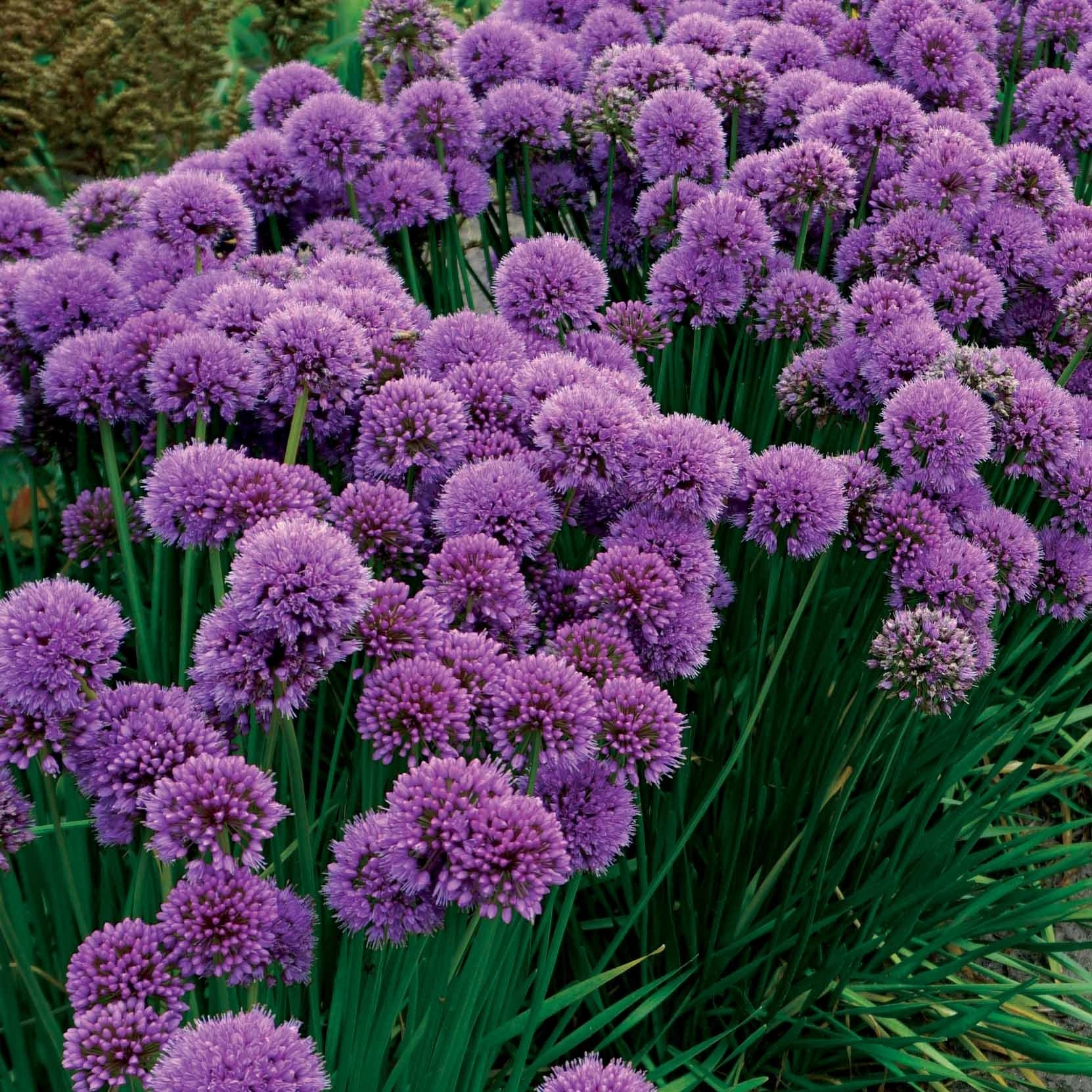 3 Ails vivaces Millenium - Allium millenium - Plantes