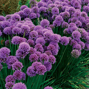 3 Ails vivaces Millenium - Allium millenium - Plantes