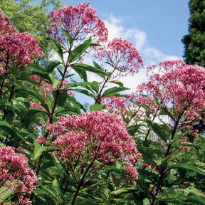 3 Eupatoires maculées - Eupatorium maculatum atropurpureum - Plantes