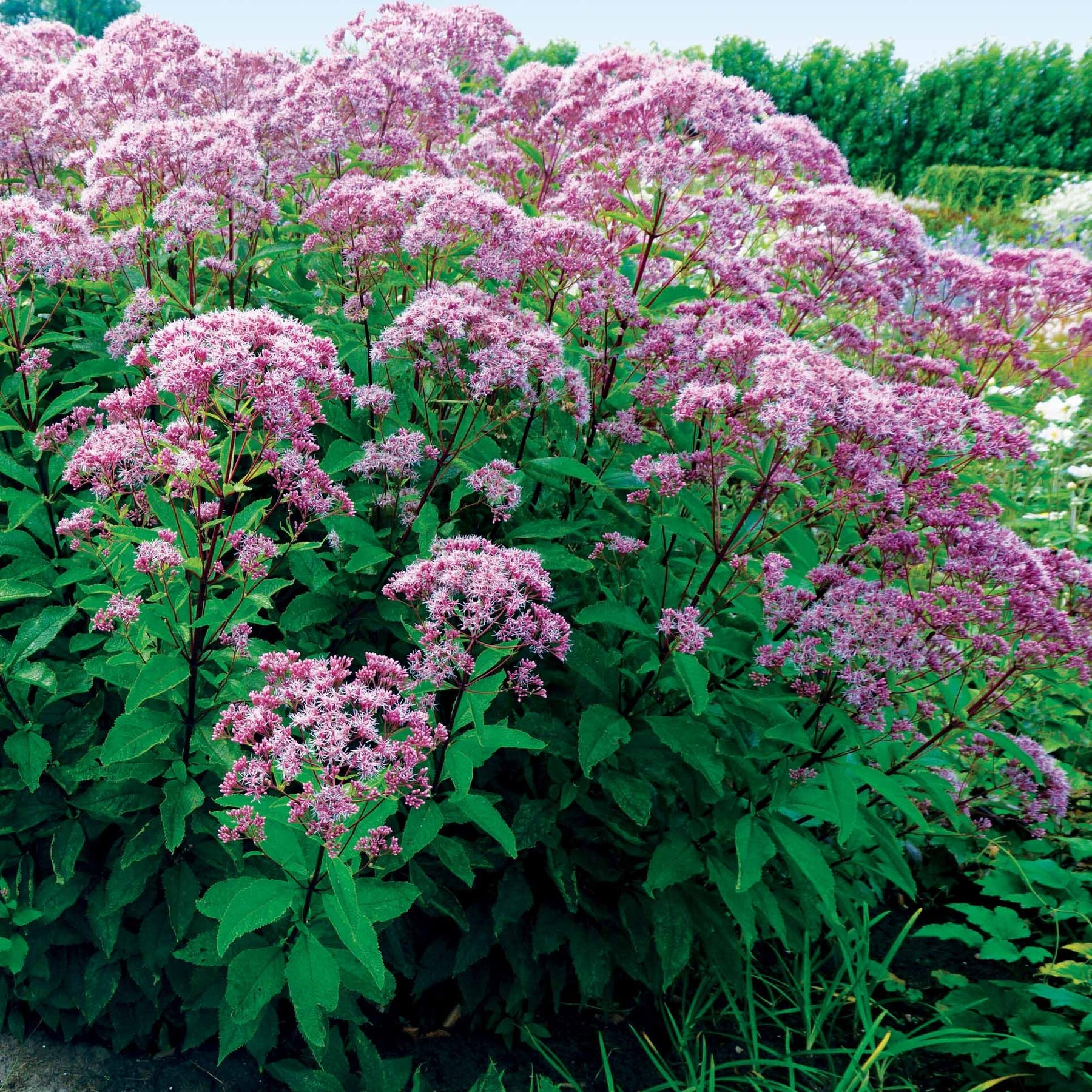 3 Eupatoires maculées - Eupatorium maculatum atropurpureum - Plantes vivaces