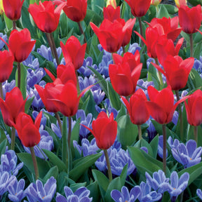 Massif Rouge et Bleu 30 bulbes - Tulipa showwinner, crocus pickwick - Plantes