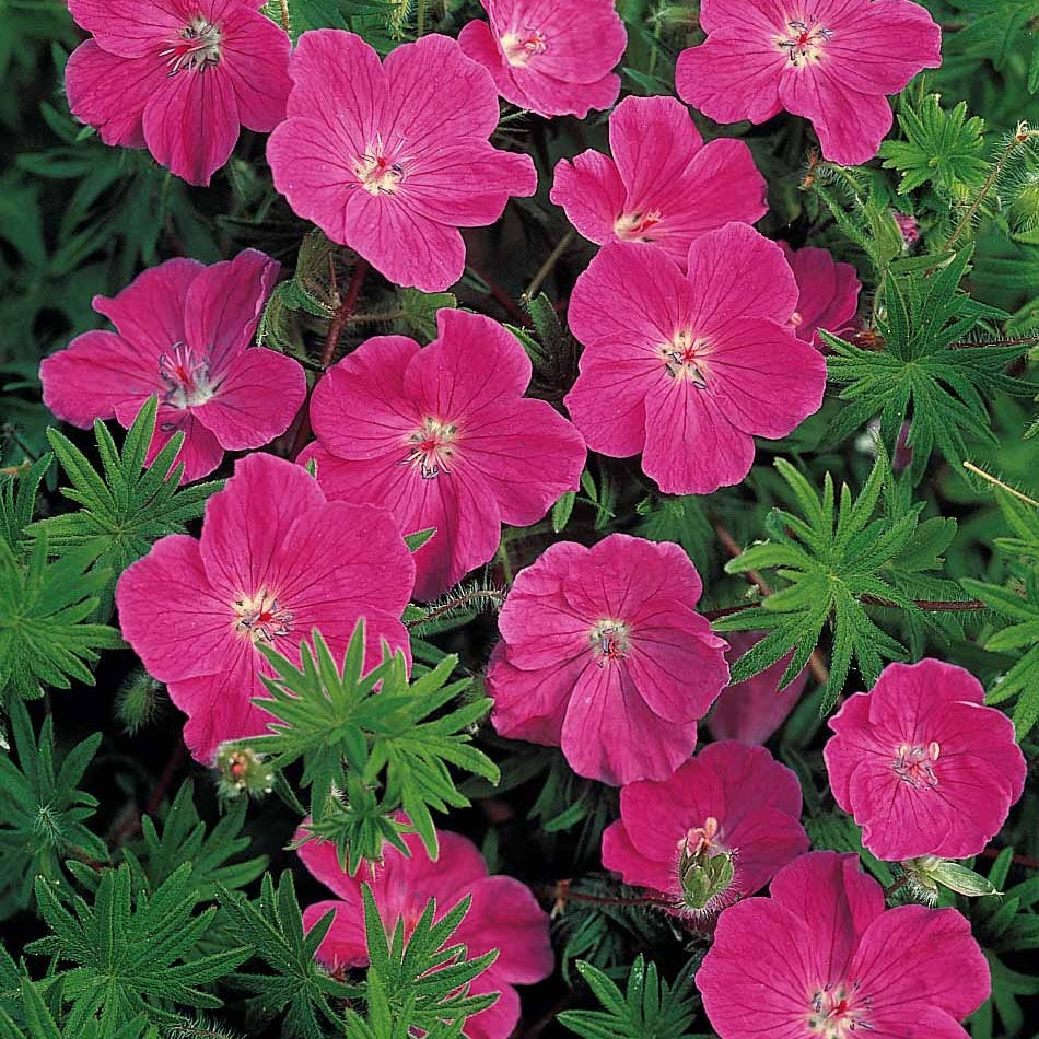 Pack 30 Géraniums vivaces roses foncé - Geranium sanguineum - Plantes