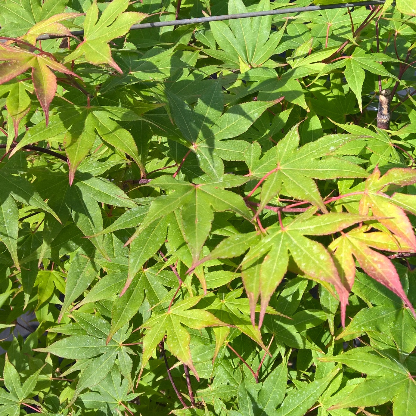 Erable Acer palmatum Ozakasuki 15L - Acer palmatum ozakasuki - Plantes