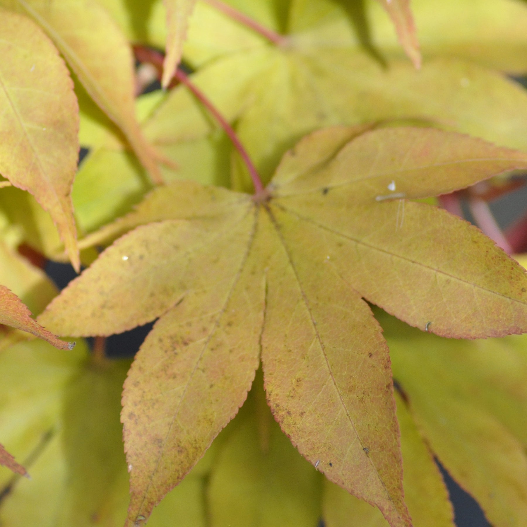 Erable Acer palmatum Ozakasuki 15L - Acer palmatum ozakasuki - Arbres