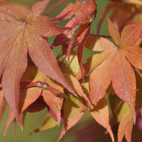 Erable Acer palmatum Ozakasuki 15L - Acer palmatum ozakasuki - Erable