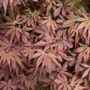 Erable Acer palmatum Skeeters broom 15L - Acer palmatum skeeters broom - Plantes