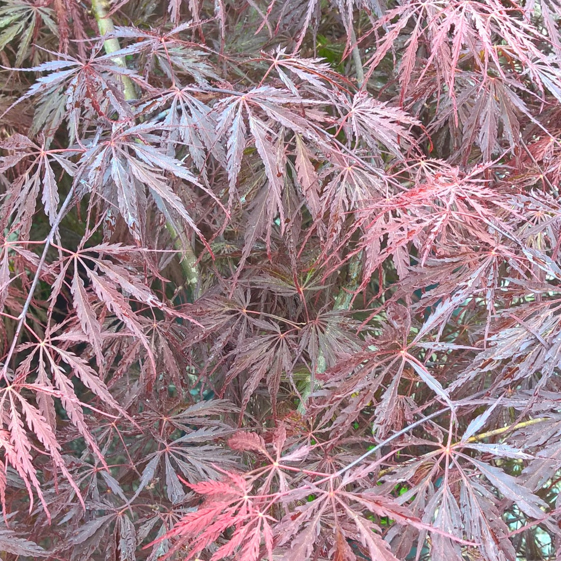 Erable Acer palmatum Dissectum Tamukeyama 15L - Acer palmatum dissectum tamukeyama - Plantes