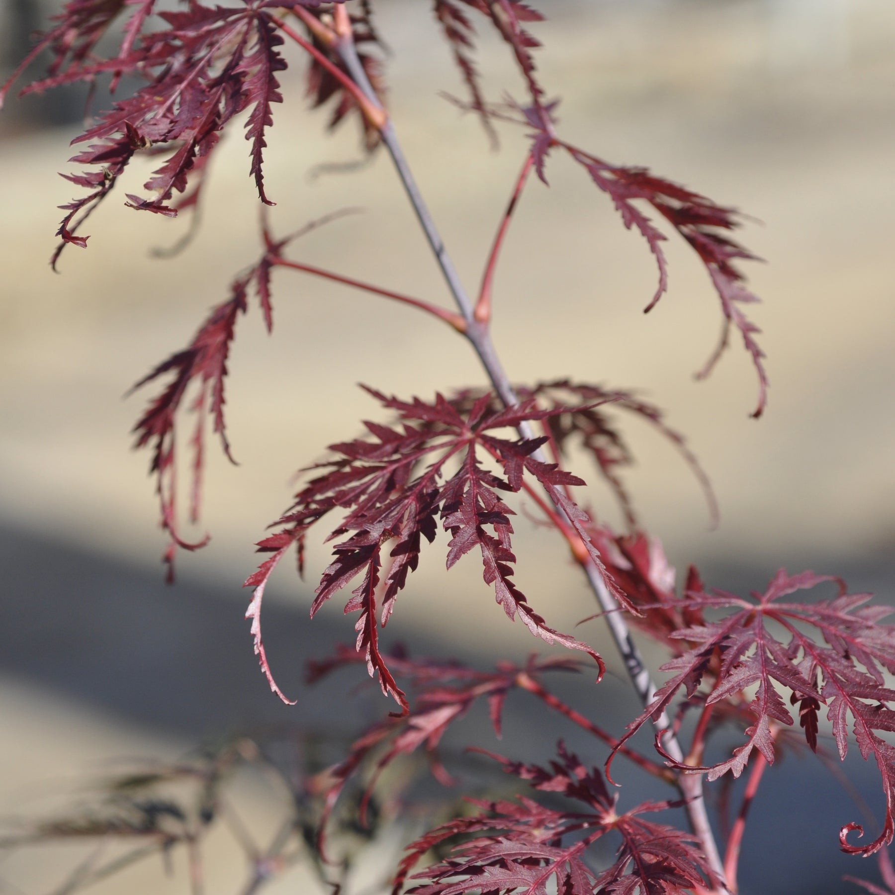 Erable Acer palmatum Dissectum Tamukeyama 15L - Acer palmatum dissectum tamukeyama - Arbres