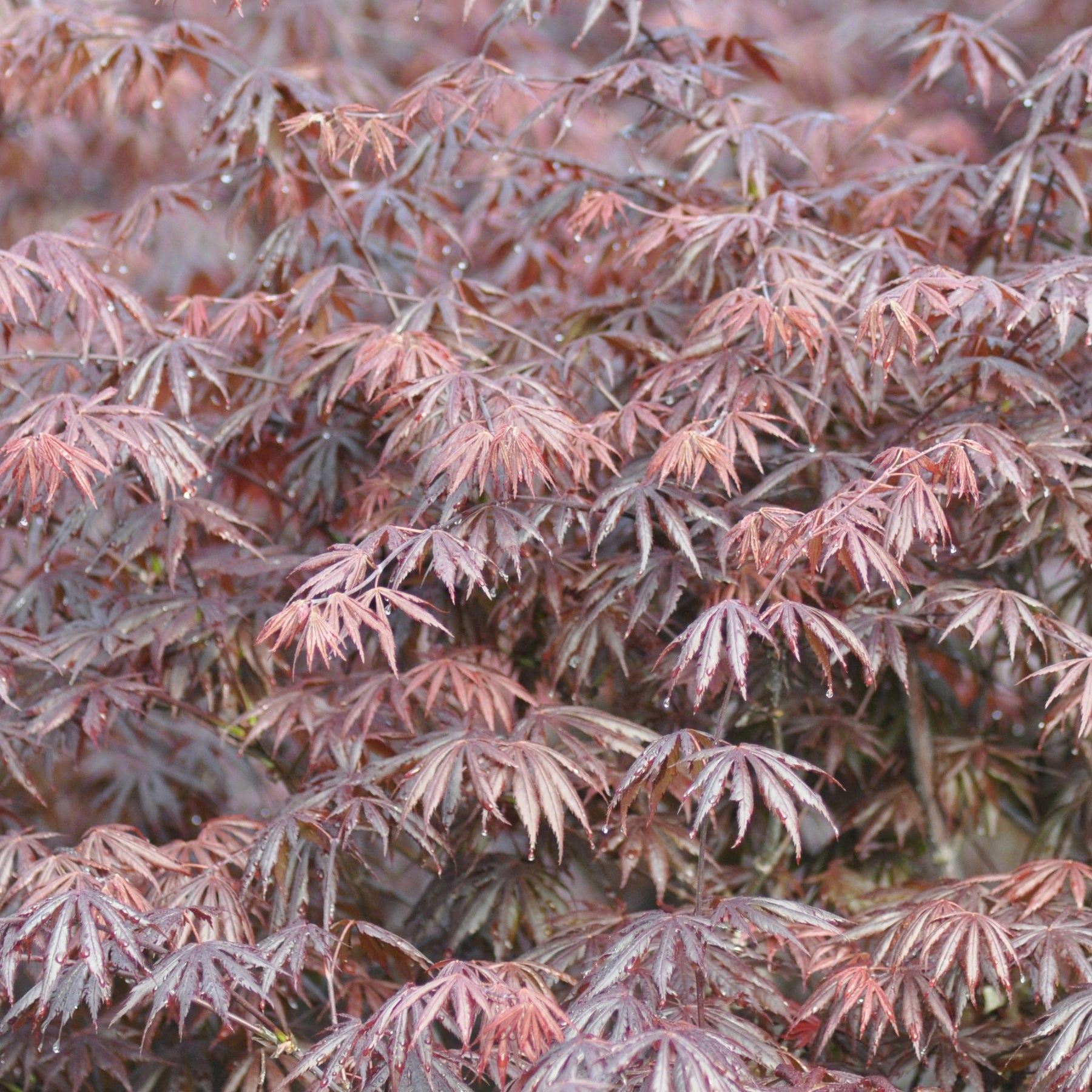 Erable Acer palmatum Trompenburg 15L - Acer palmatum trompenburg - Plantes