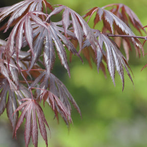 Erable Acer palmatum Trompenburg 15L - Acer palmatum trompenburg - Arbres