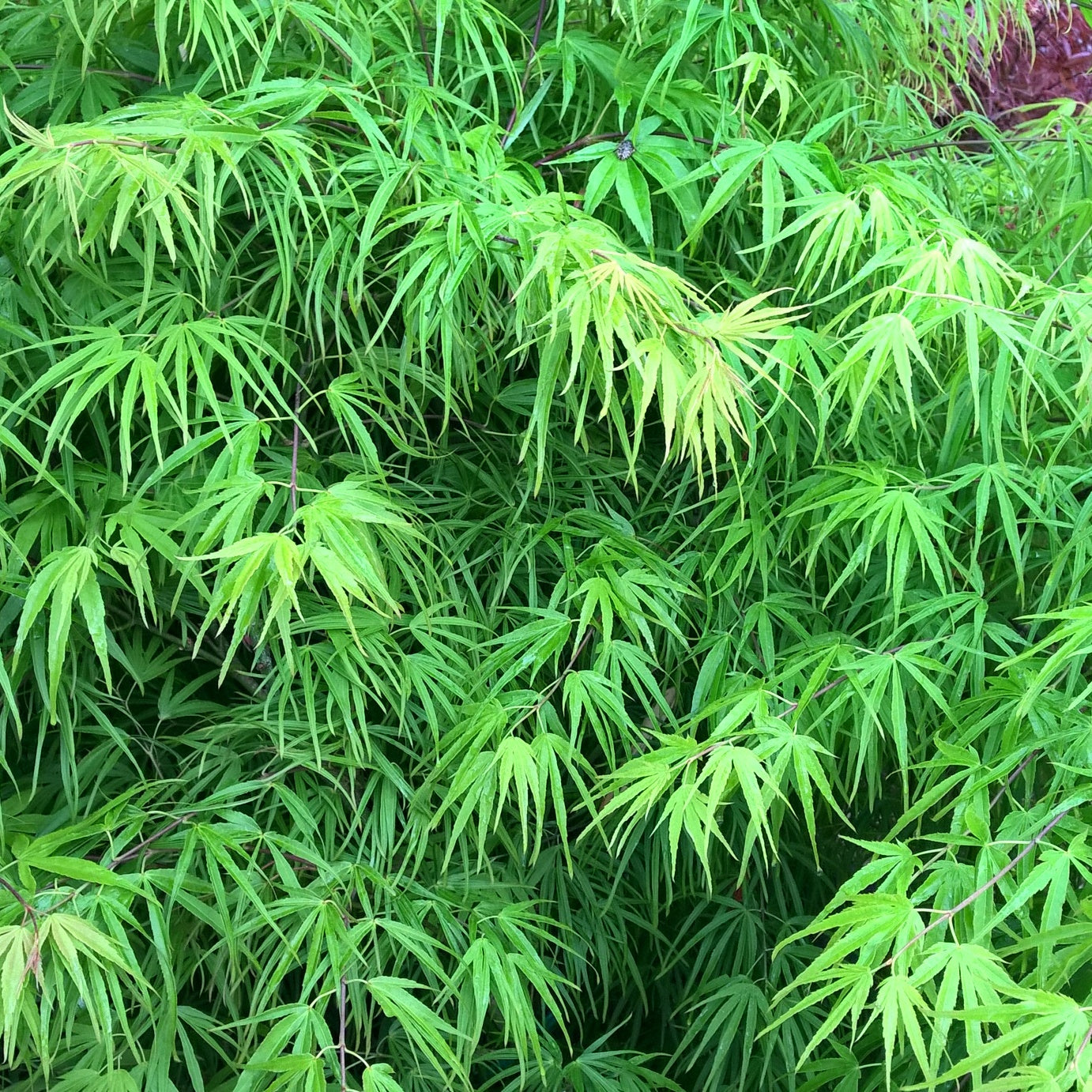 Erable Acer palmatum Scolopendrifolium 15L - Acer palmatum scolopendrifolium - Plantes