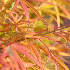 Erable Acer palmatum Scolopendrifolium 15L - Acer palmatum scolopendrifolium - Arbres