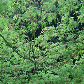 Erable Acer palmatum Seiryu 15L - Acer palmatum seiryu - Plantes