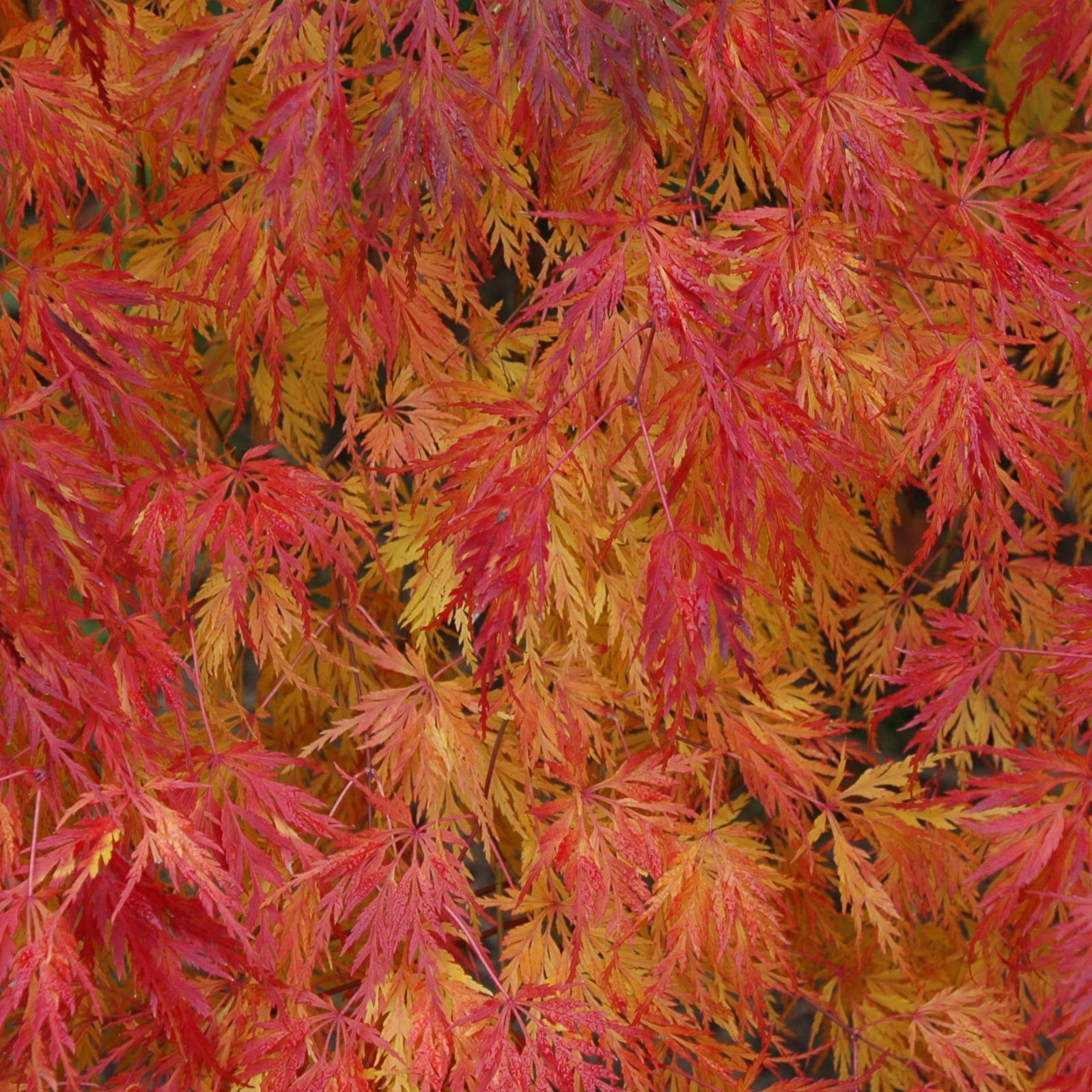 Erable Acer palmatum Seiryu 15L - Acer palmatum seiryu - Arbres