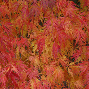 Erable Acer palmatum Seiryu 15L - Acer palmatum seiryu - Arbres