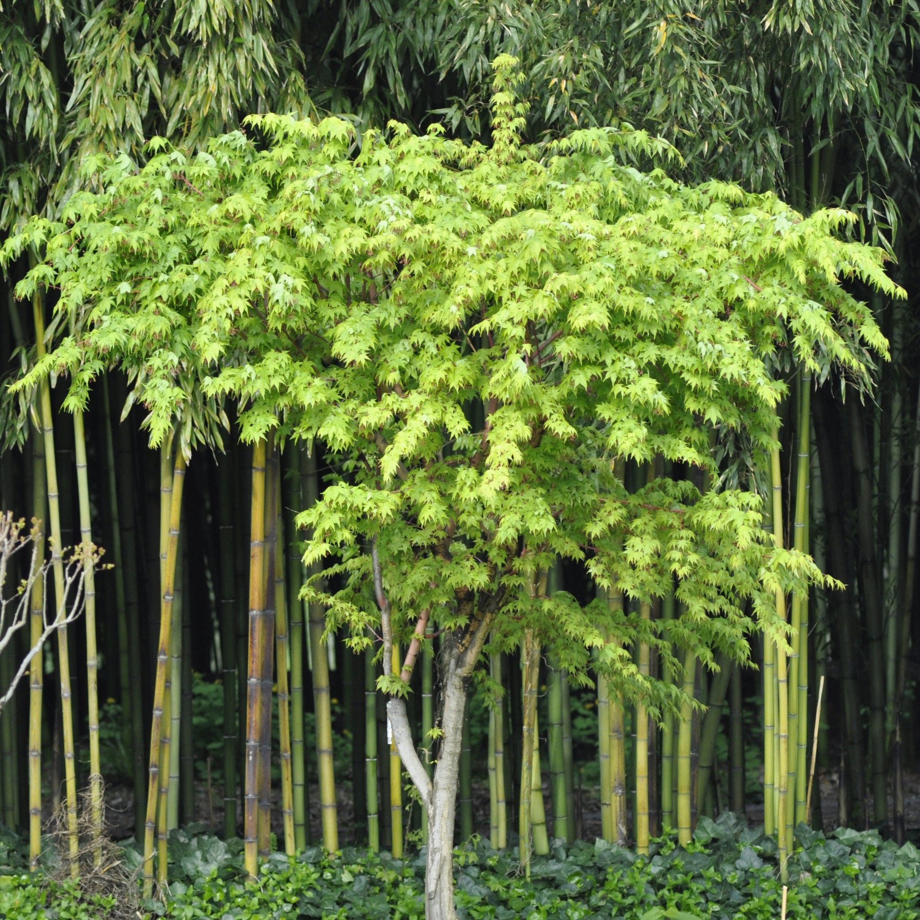 Erable Acer palmatum Sangokaku 15L - Acer palmatum sangokaku - Plantes