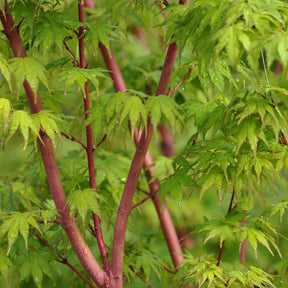 Erable Acer palmatum Sangokaku 15L - Acer palmatum sangokaku - Arbres