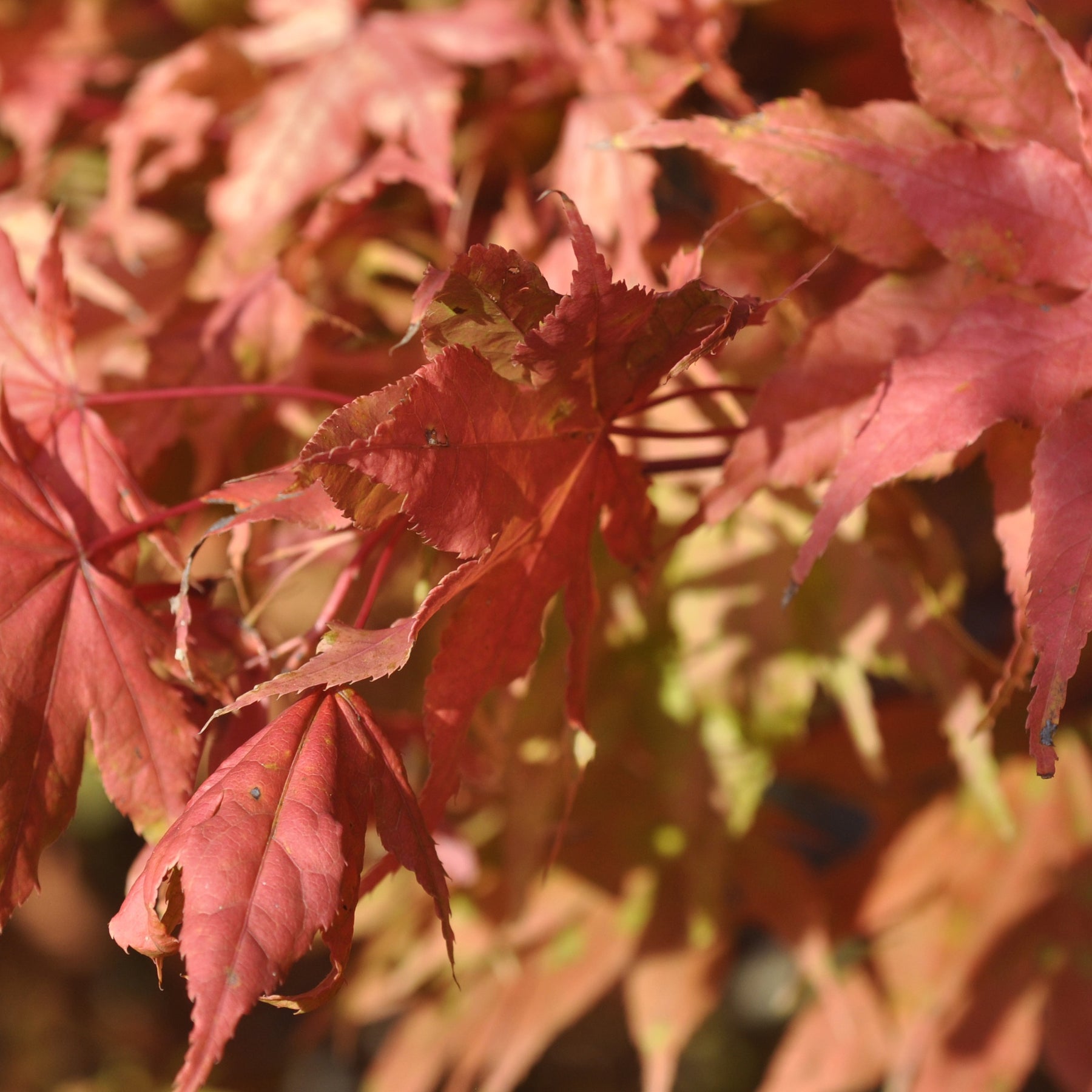 Erable Acer palmatum Reticulatum Red 15L - Acer palmatum reticulatum red - Plantes