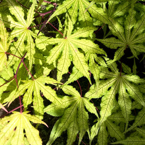 Erable Acer palmatum Reticulatum Red 15L - Acer palmatum reticulatum red - Arbres