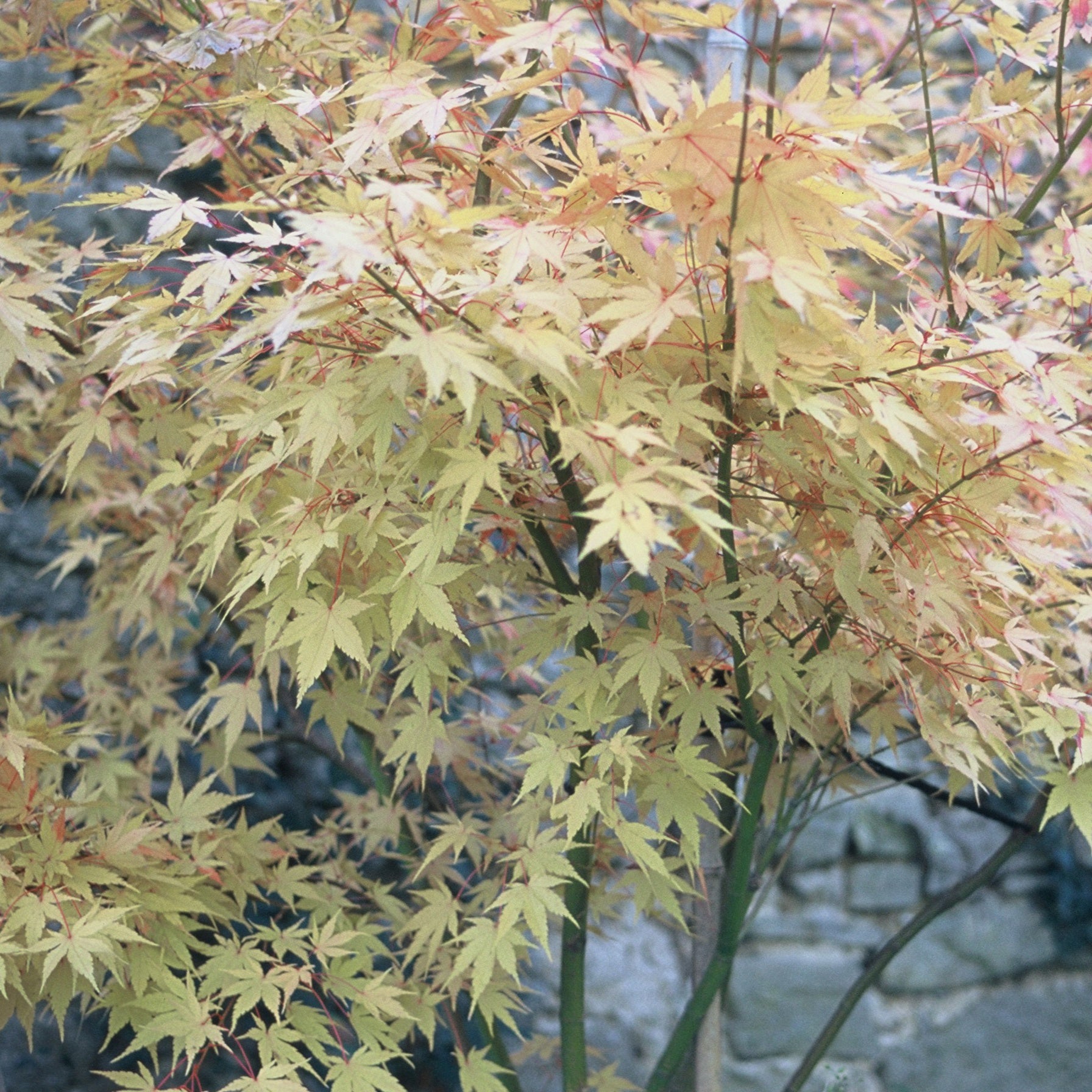 Erable Acer palmatum Orange dream 15L - Acer palmatum orange dream - Plantes