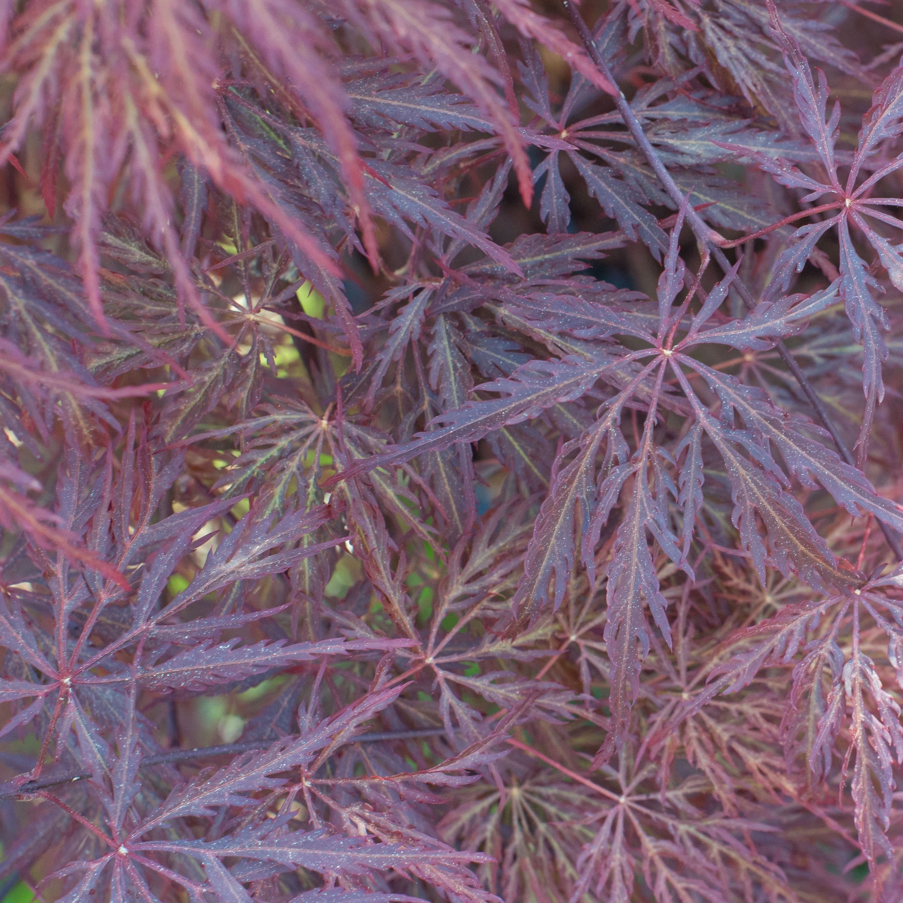 Erable Acer palmatum Dissectum Inaba Shidare 15L - Acer palmatum dissectum inaba shidare - Arbres