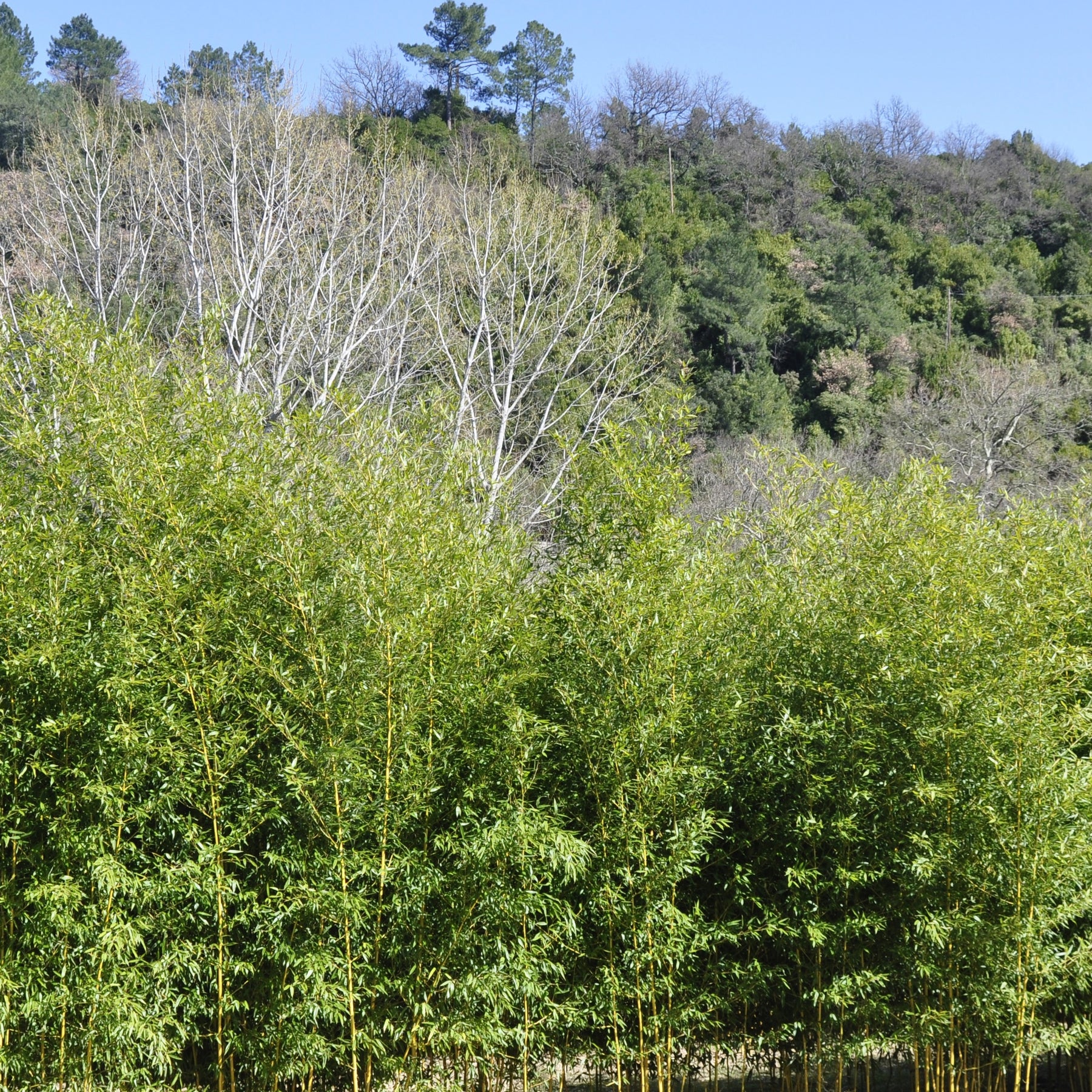 Bambou Phyllostachys aureocaulis Spectabilis 15L pour votre jardin réf 020264 - Phyllostachys aureocaulis spectabilis - Plantes