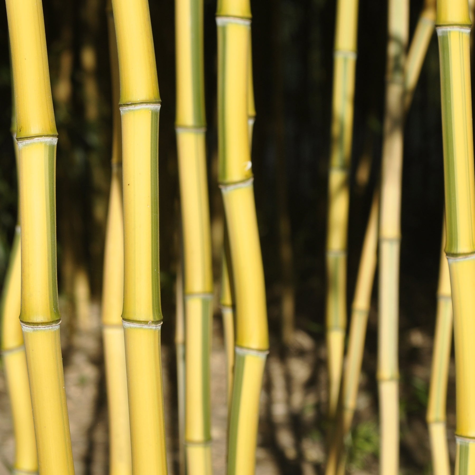 Bambou Phyllostachys aureocaulis Spectabilis 15L pour votre jardin réf 020264 - Phyllostachys aureocaulis spectabilis - Arbustes