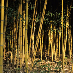 Bambou Phyllostachys aurea Holochrysa 7L - Phyllostachys aurea holochrysa - Plantes