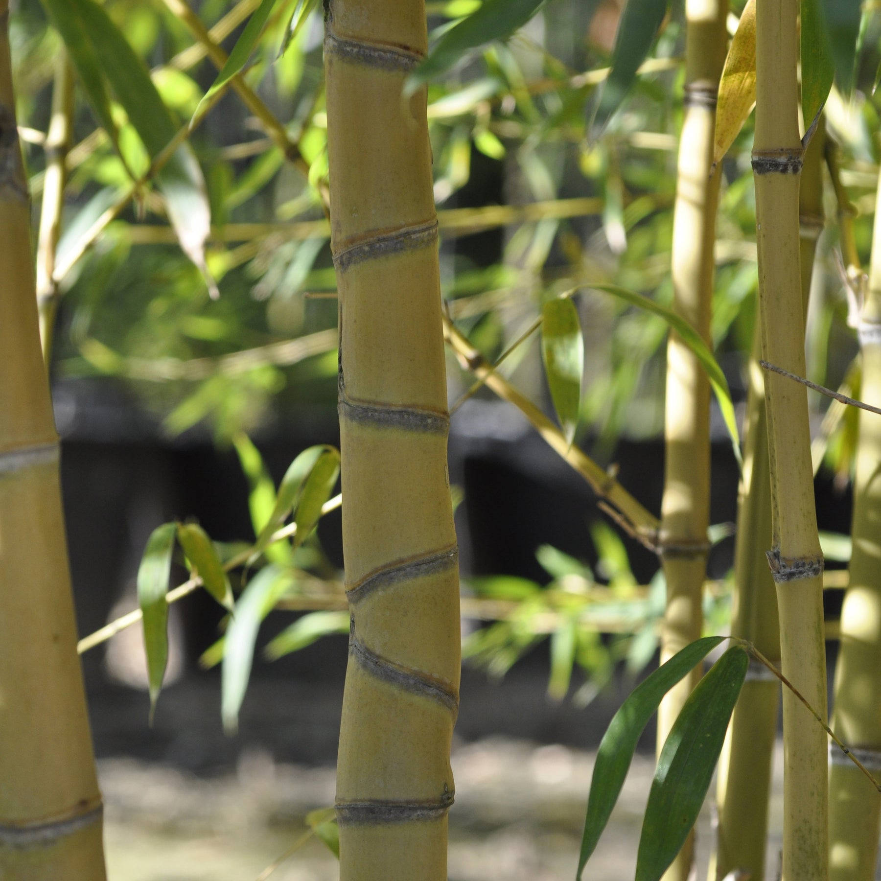 Bambou Phyllostachys aurea Holochrysa 7L - Phyllostachys aurea holochrysa - Arbustes