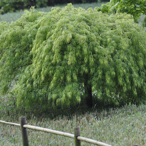 Erable Acer palmatum Dissectum Viridis 15L - Acer palmatum dissectum viridis - Plantes