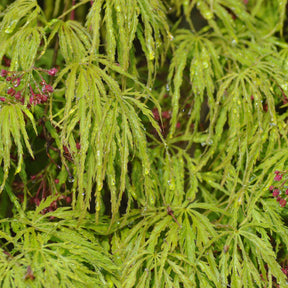 Erable Acer palmatum Dissectum Viridis 15L - Acer palmatum dissectum viridis - Arbres