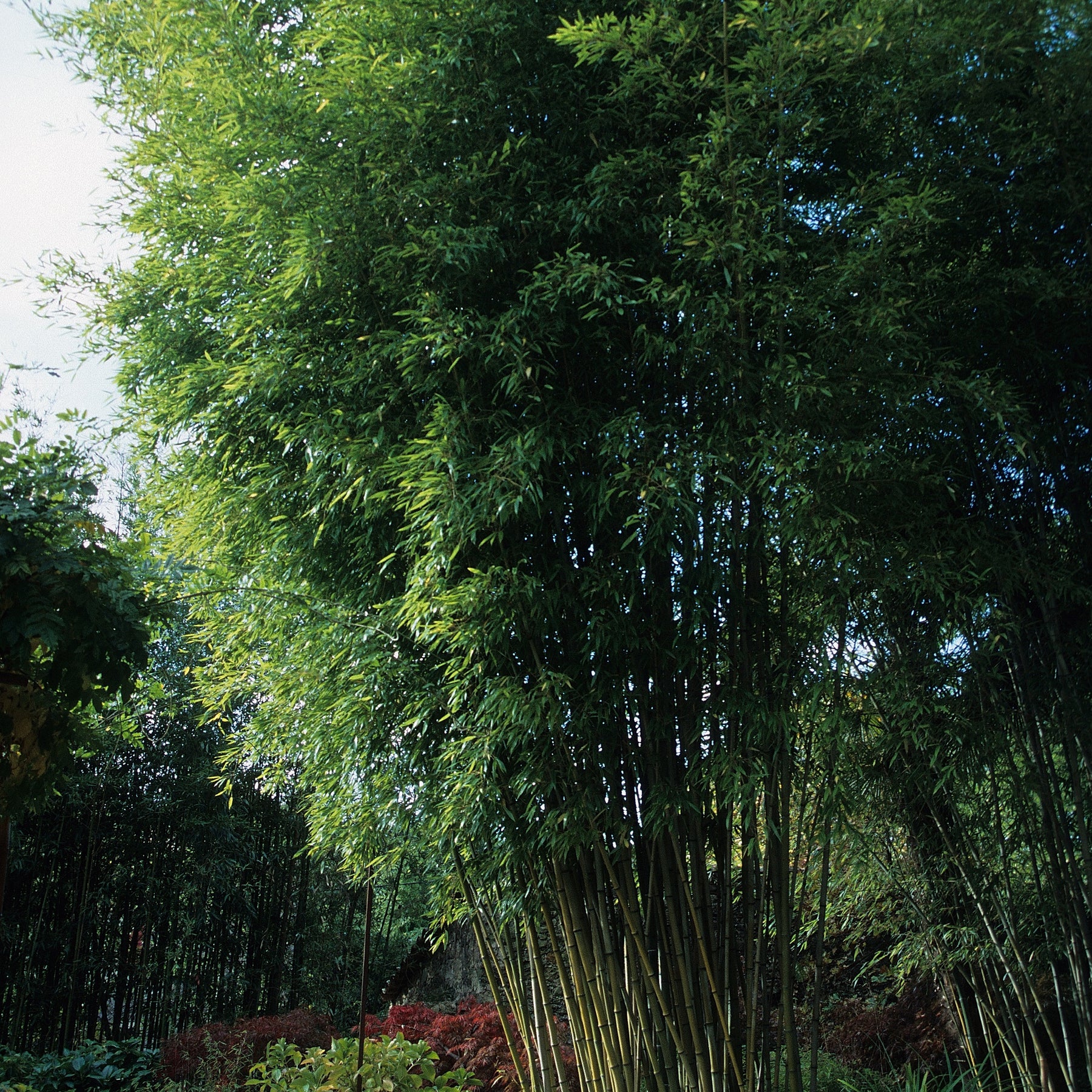 Bambou Phyllostachys nigra Henonis 7L - Phyllostachys nigra henonis - Plantes