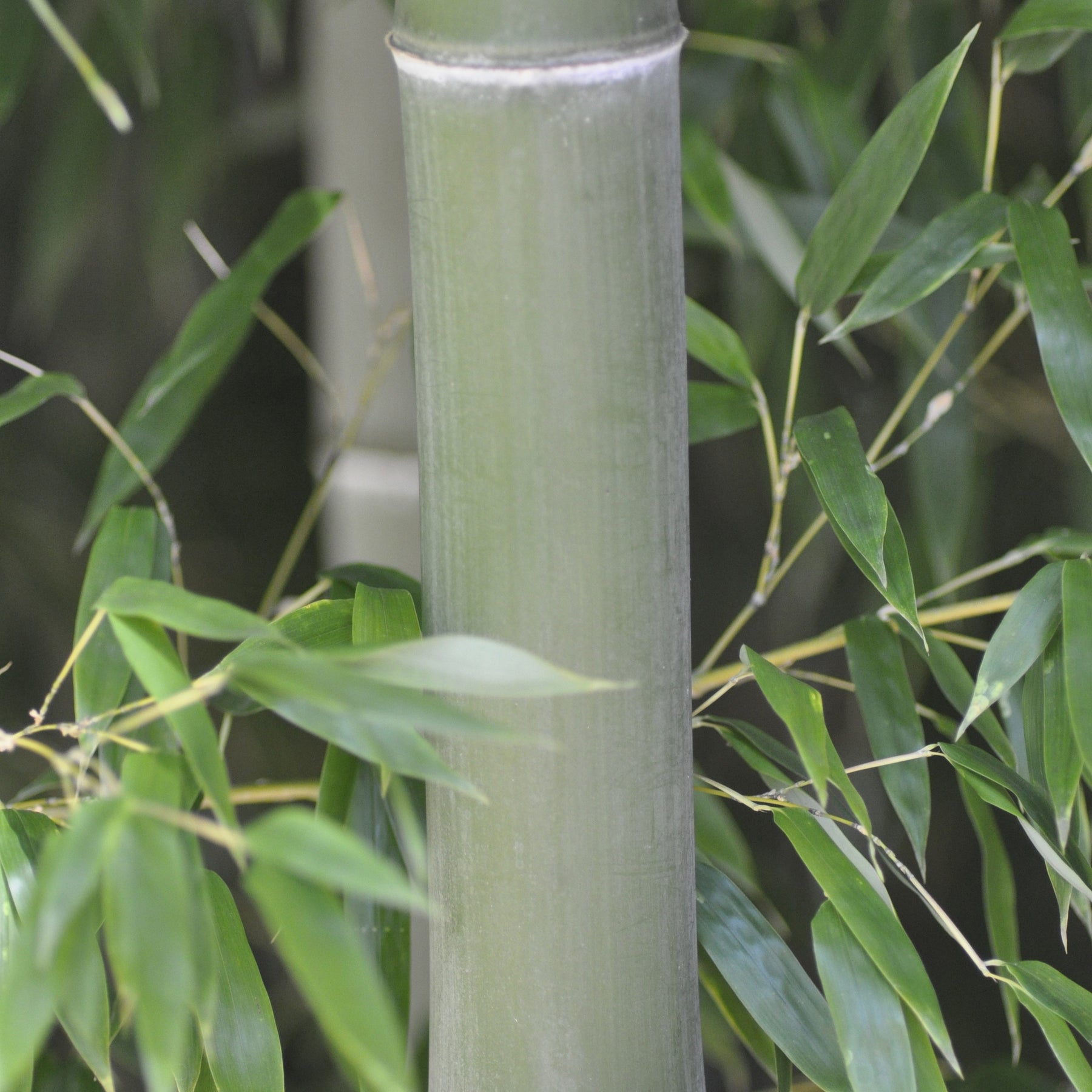 Bambou Phyllostachys nigra Henonis 7L - Phyllostachys nigra henonis - Arbustes