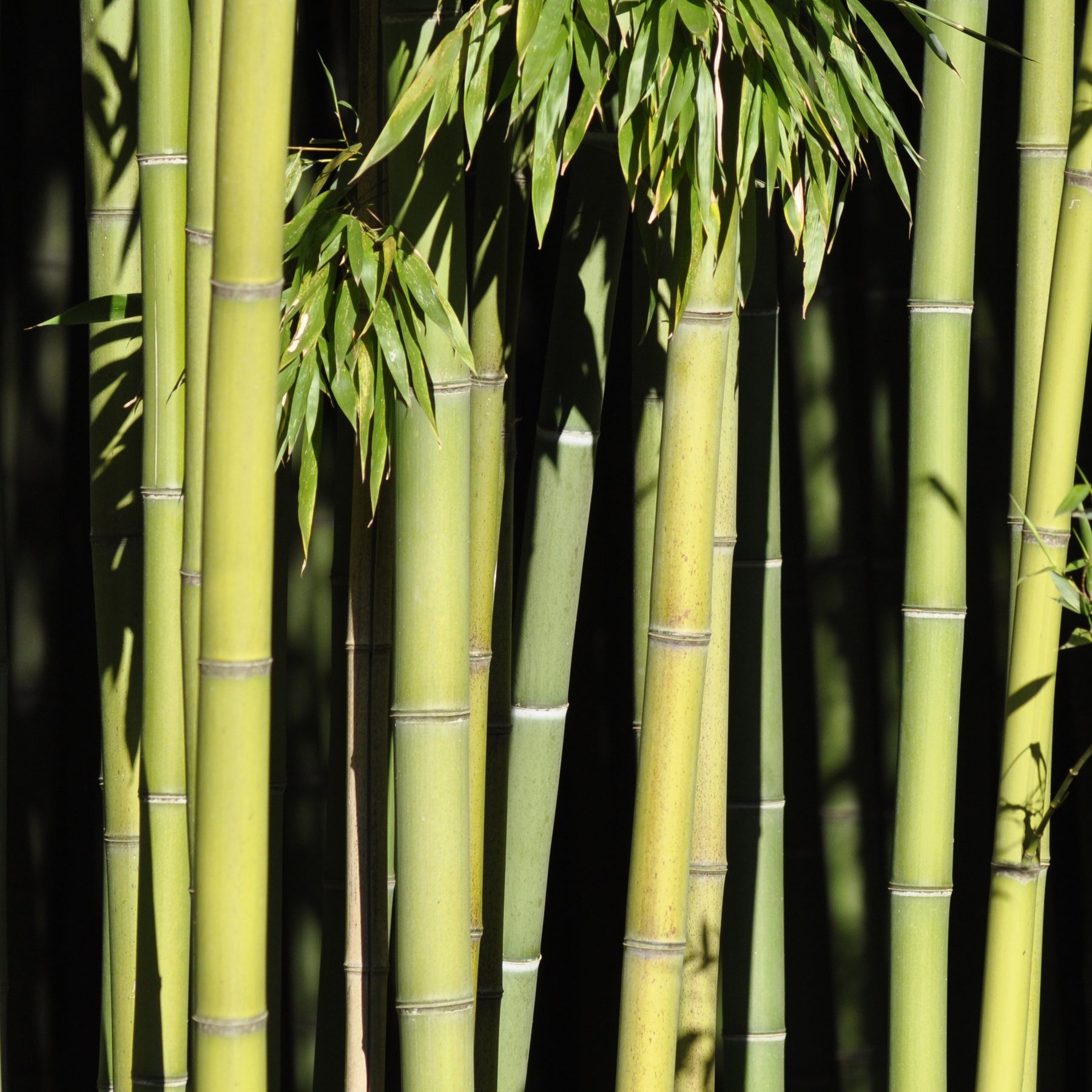 Bambou Phyllostachys viridiglaucescens 15L pour votre jardin réf 020328 - Phyllostachys viridiglaucescens - Arbustes