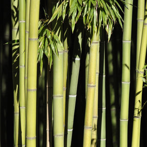 Bambou Phyllostachys viridiglaucescens 15L pour votre jardin réf 020328 - Phyllostachys viridiglaucescens - Arbustes